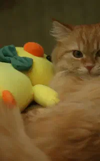 گربه‌ی اصیل خانگی آرام و مهربون