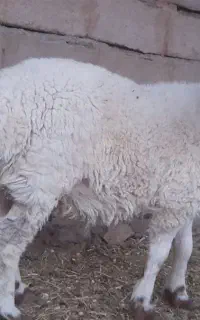بره نر گوزلی دو رگ