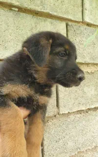 سگ ژرمن