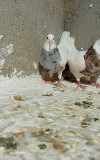 کبوتر طوقی