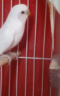 مرغ عشق