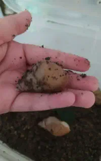 حلزون آلبینو