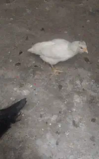جوجه مرغ