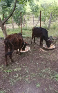 گوساله ماده ۲ عدد ۱۲۰ تومن