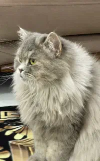 گریه نژاد اسکاتیش