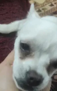 سگ با نژاد بول ماستیف