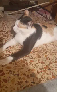 گربه ماده