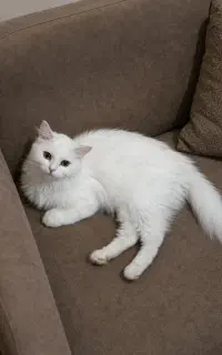چندتاگربه بالغ آروم