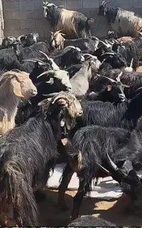 ۳۰ جفت بز  داشتی که ۲۵ عدد کهره داره هست