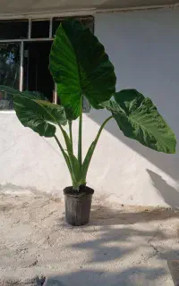 بابا آدم سرحال