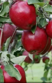 به تعدادی کارگر جهت چیدن سیب نیازمندم