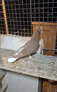 کبوتر