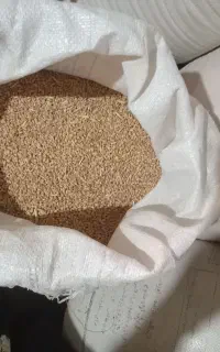 گندم درجه یک برای پخت نان