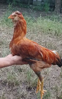 خروس گلین جوون