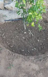 خدمات فضای سبز و باغ