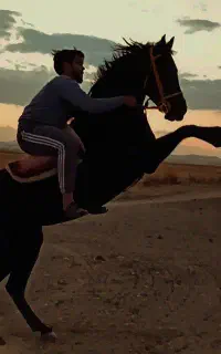 اسب عرب کرد