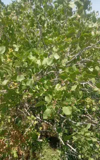 کارگر کشاورزی