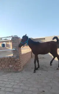 کره اسب، کردی