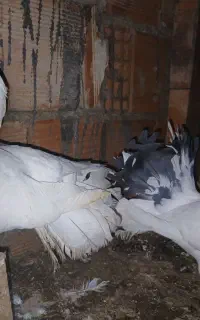 برای فروش