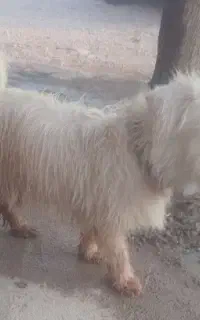 سگ فروشی