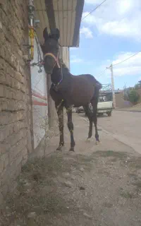 کره اسب عرب نریان