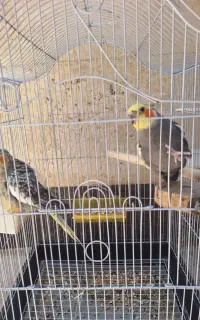 عروس هلندی مولد