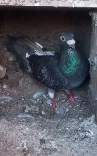 کبوتر مسافتی پلاک دار
