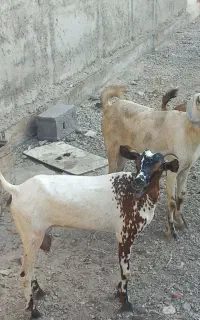 دو عدد بز جزیره ای