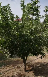 نظافت و تمیزکاری