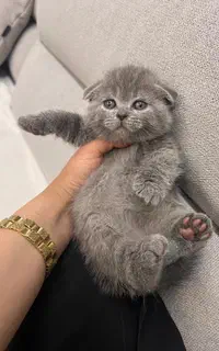 بچه گربه اسکاتیش بریتیش گوگولی