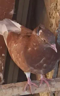کبوتر گمشده