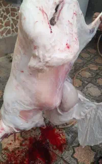 فروش گوشت گوسفندی قبراق