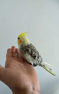 عروس هلندی ماده