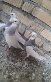 کبوتر  طوقی پروانه  ای