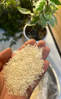 نیم دانه هاشمی محصول امسال ۱۴۰۵