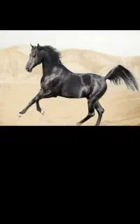 کره۲سر پرشی
