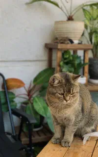 گربه نر آماده جفتگیری