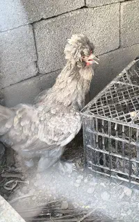 مرغ وخروس