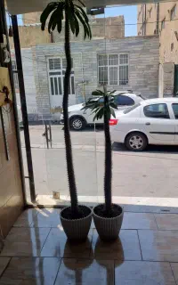 ماداگاسکار