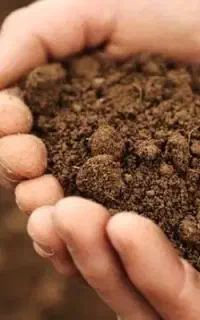 خاک مقبره شیخ کومایین
