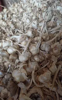 ۷ تن سیر درج یگ سفید