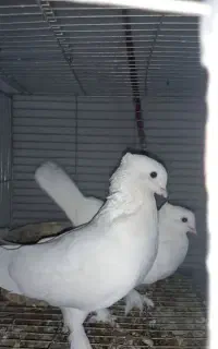 کبوتر حندقی اصل