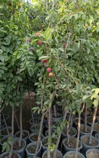 کارگر باغچه فضای سبز باغبانی خدماتی سرویس درختکاری