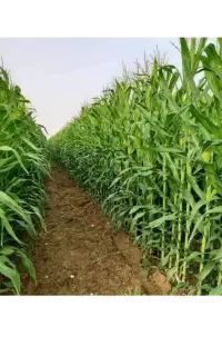 بذر ذرت704دشت مغان