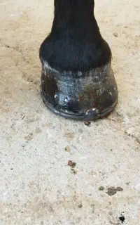 نعلبندی