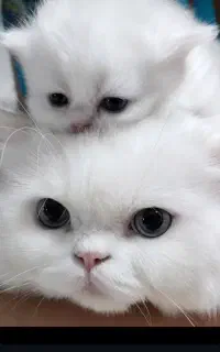 بچه گربه سفید پرشین ۲۵