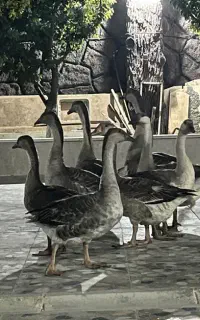 ۸عدد قوغاز به صورت یکجا