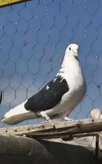 کبوتر