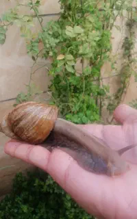 واگذاری
