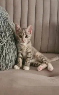 ۴ماهه ماده شناسنامه دار واکسن زده انگل تراپی شده